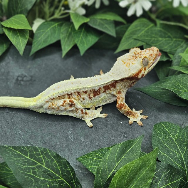 레드 릴리화이트