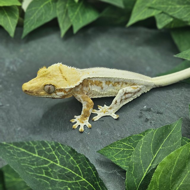 크림 릴리화이트