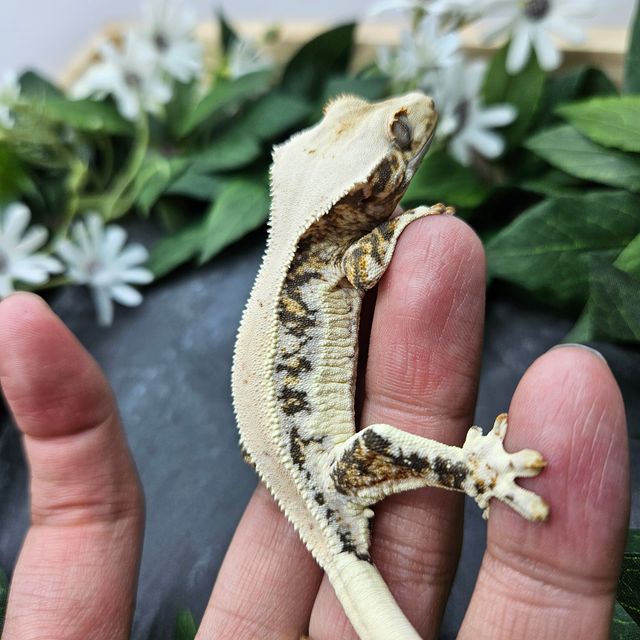 트라이 릴리화이트