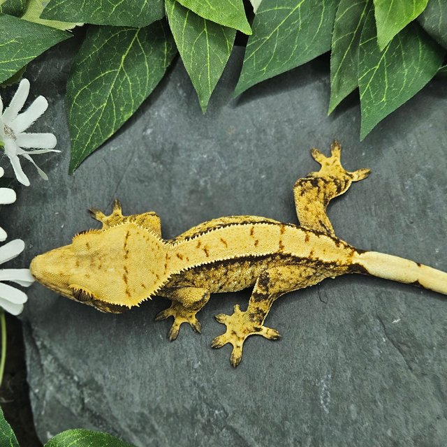 트라이 익스트림할리퀸