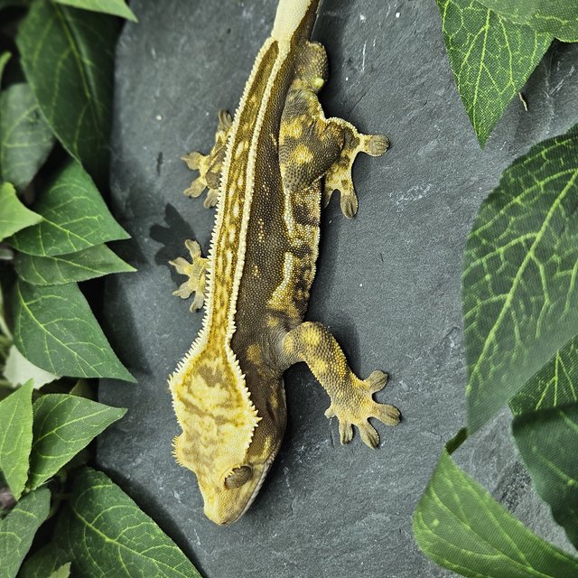 풀핀 엠티백 화이트크라운