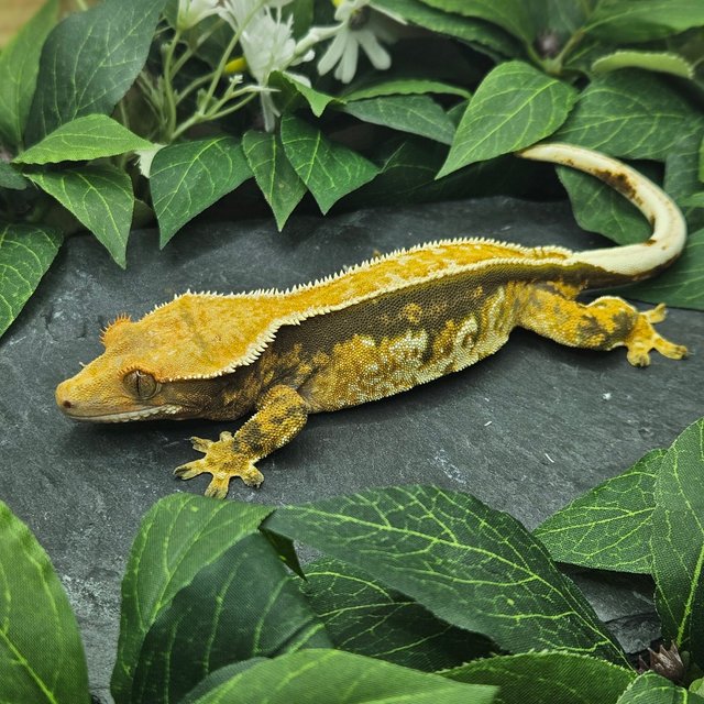 텐저린 화이트핀