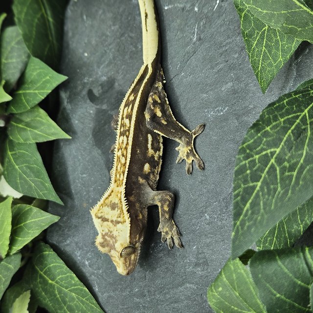 화이트크라운 풀핀 엠티백