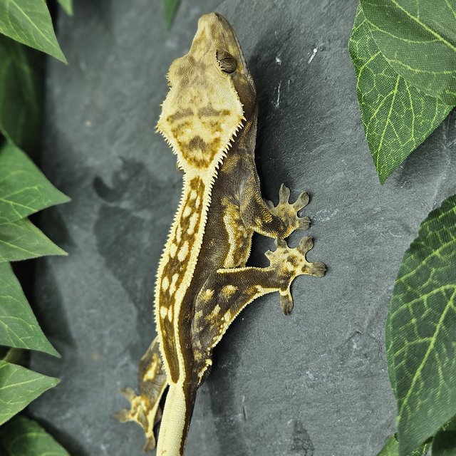 화이트크라운 풀핀 엠티백