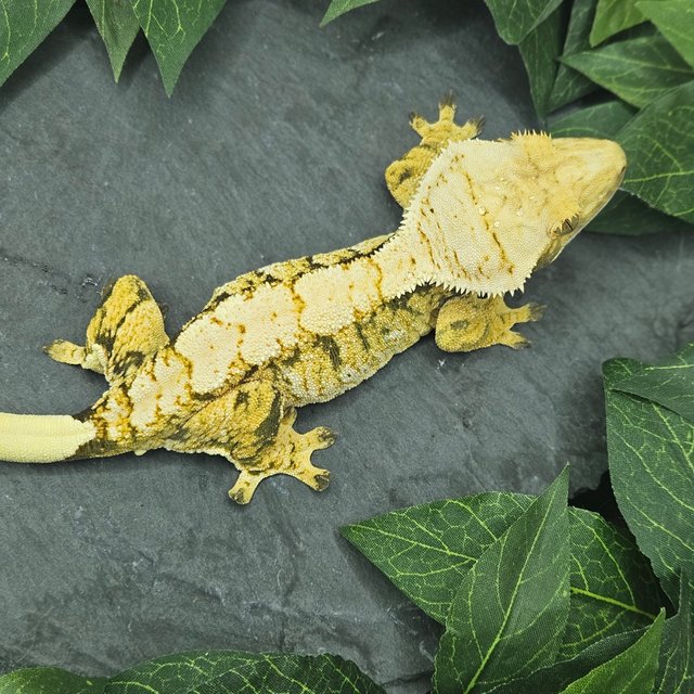 트라이 익스트림할리퀸