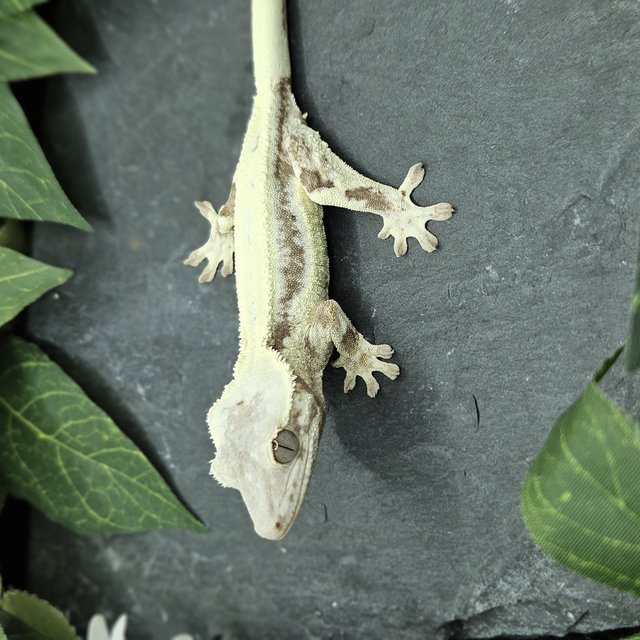 화이트크라운 풀핀 릴리 세이블