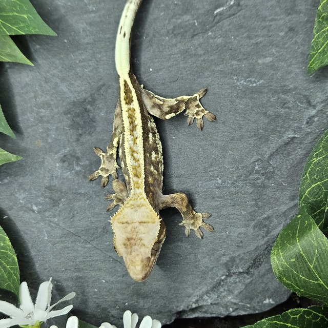 화이트 풀핀 카푸치노