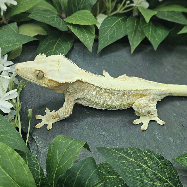 크림 크림시클 릴리화이트