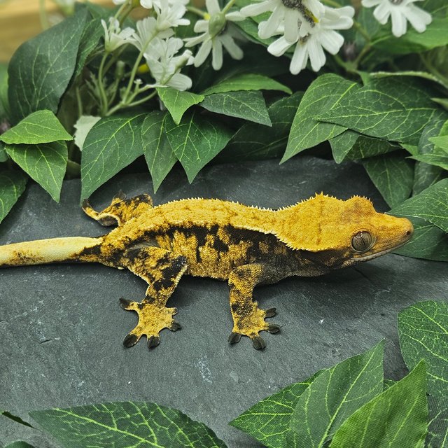 익스트림할리퀸 할리퀸