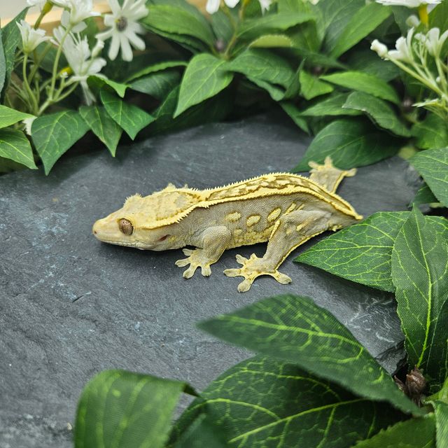 오닉스 엠티백