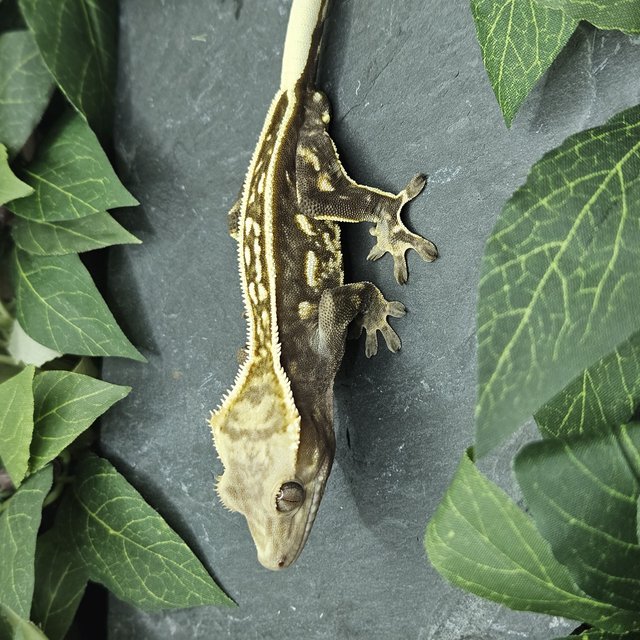 화이트크라운 풀핀 엠티백