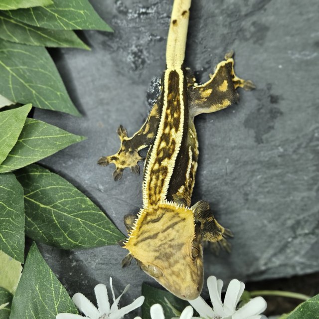 화이트크라운 풀핀 엠티백