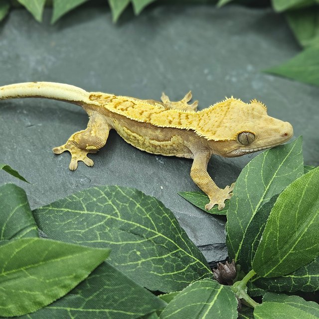 핀스트라이프 쿼드