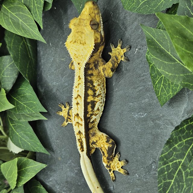 트라이 익스트림할리퀸