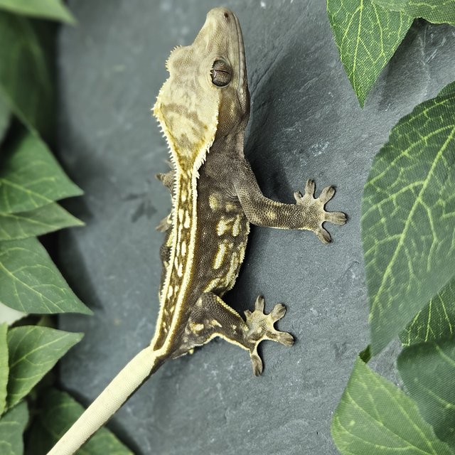 화이트크라운 풀핀 엠티백