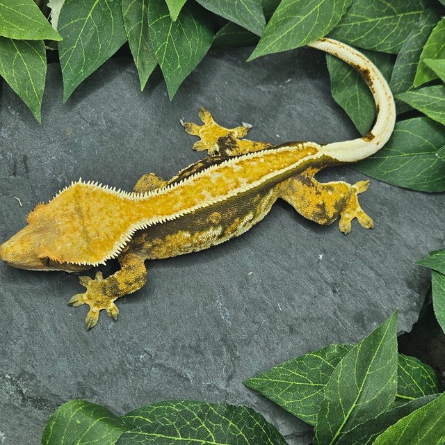 텐저린 화이트핀