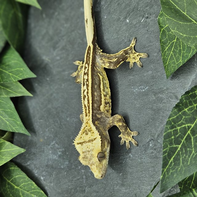 화이트크라운 풀핀 엠티백 슈퍼스트라이프