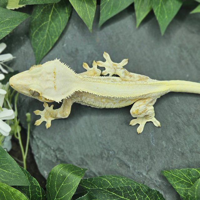 크림 크림시클 릴리화이트