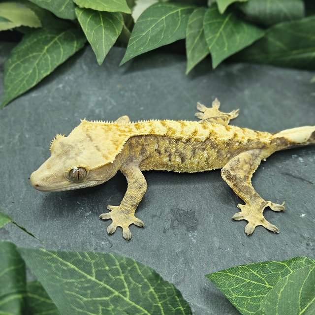 익스트림할리퀸