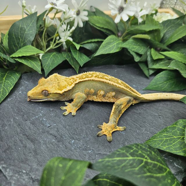 블랙 엠티백