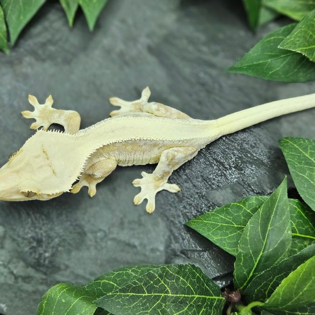 크림 릴리화이트