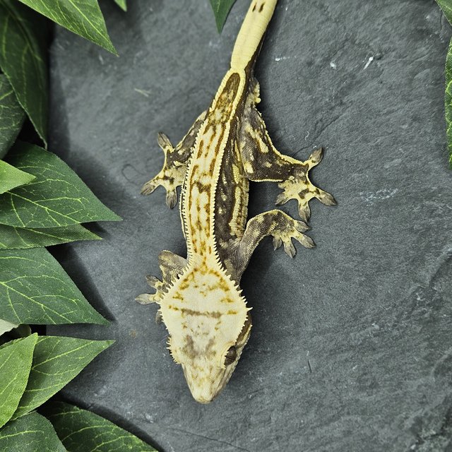 엠티백 화이트크라운