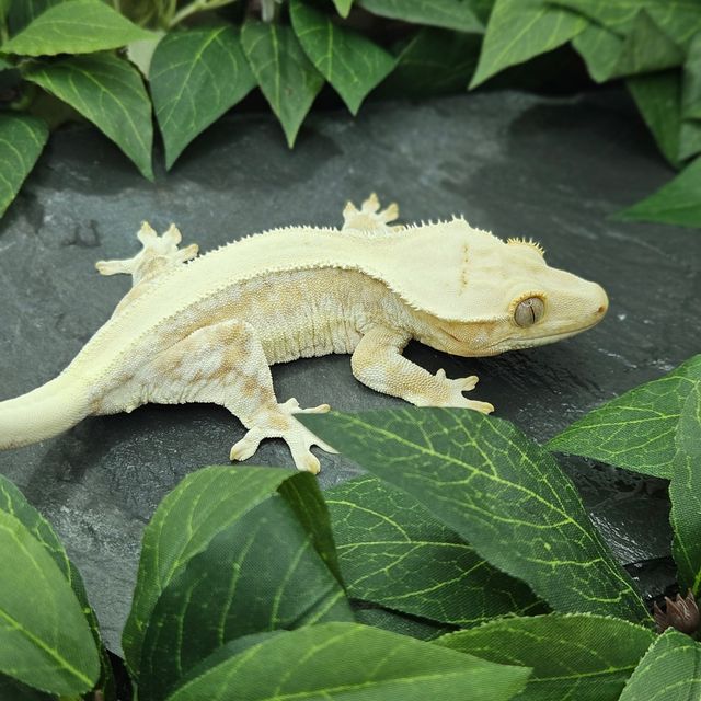 크림 릴리화이트