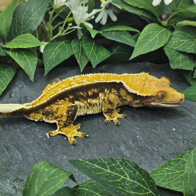 텐저린 화이트핀