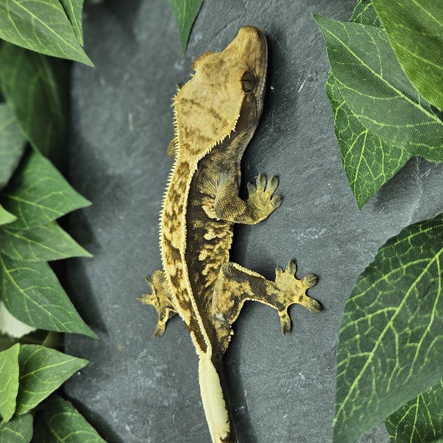 화이트크라운 엠티백