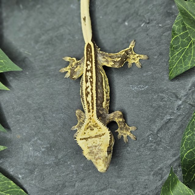 화이트크라운 풀핀 엠티백 슈퍼스트라이프