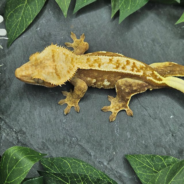 레드 쿼드 핀스트라이프