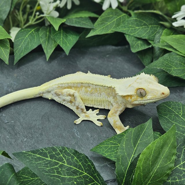 크림 크림시클 릴리화이트