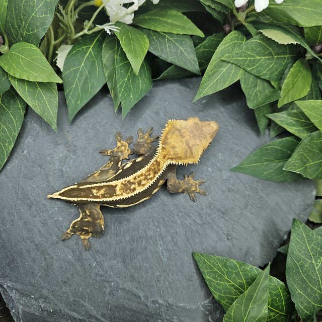 오닉스 엠티백