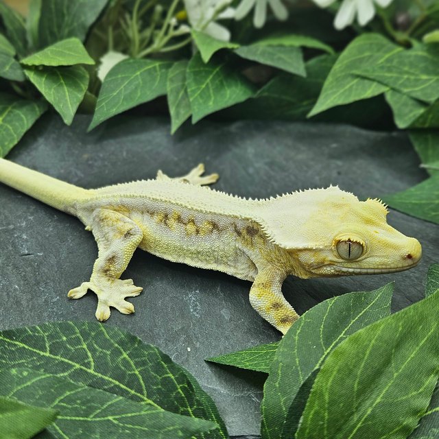 트라이 릴리화이트