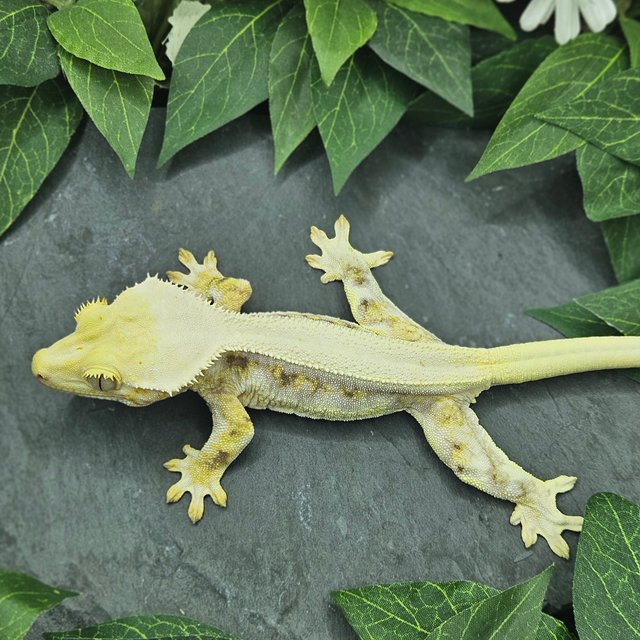 트라이 릴리화이트