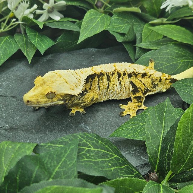 트라이 익스트림할리퀸