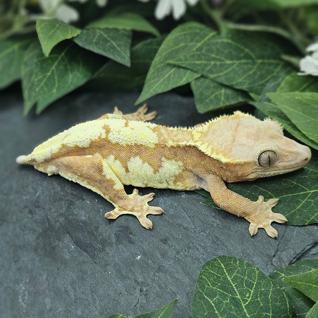 레드 프라푸치노