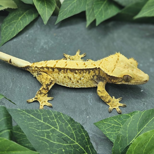 트라이 익스트림할리퀸