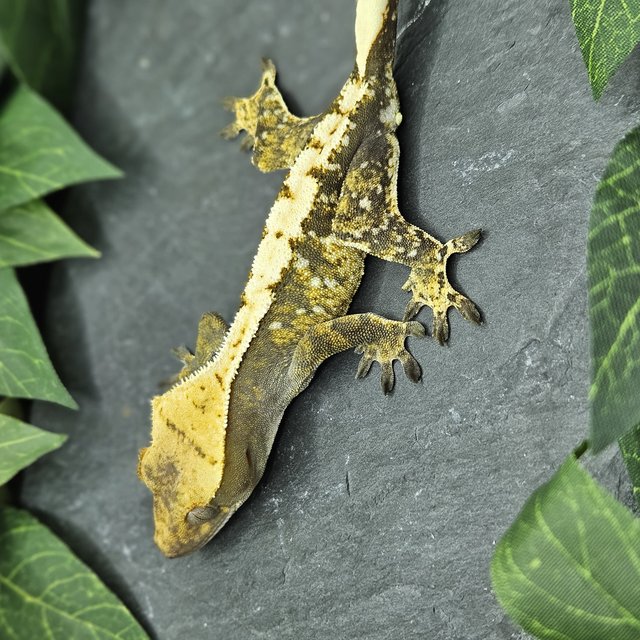 익스트림할리퀸