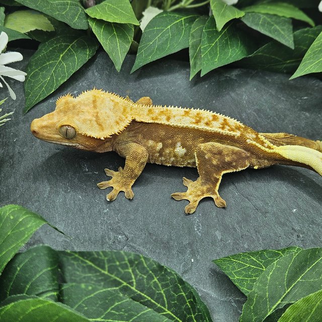 레드 쿼드 핀스트라이프