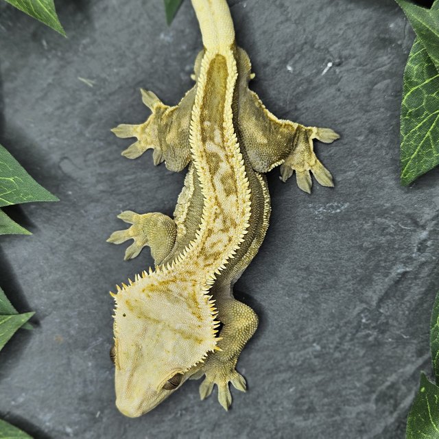 레드 슈퍼스트라이프 풀핀