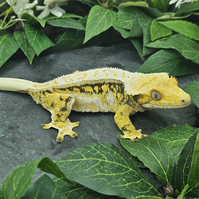 풀핀 트라이 화이트스팟 드리피