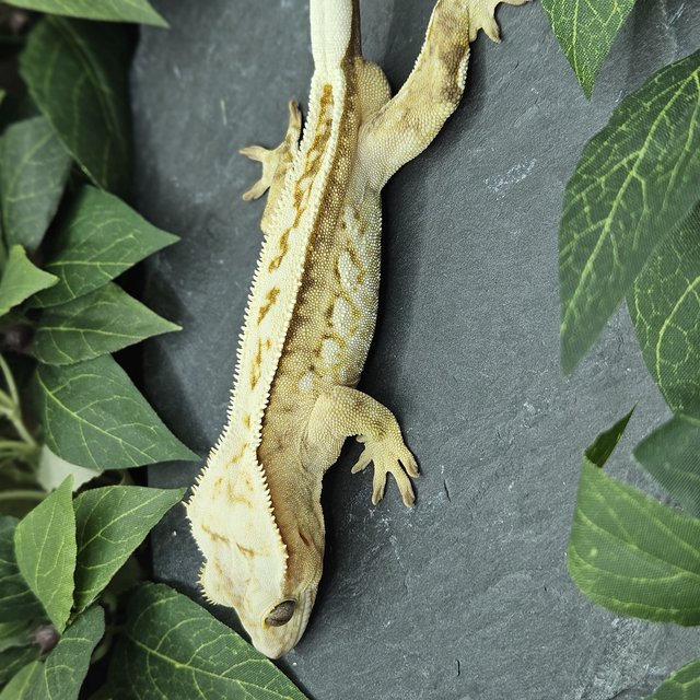 옐로우 크림 풀핀