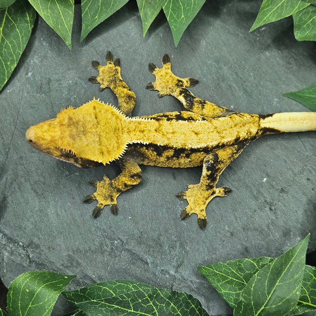 익스트림할리퀸 할리퀸