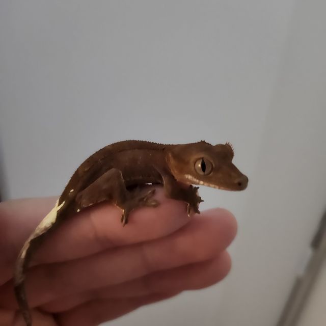 카푸치노
