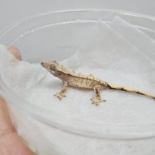 드리피 화이트스팟 화이트