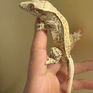 드리피 쿼드 풀핀 화이트스팟