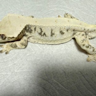 화이트 릴리화이트