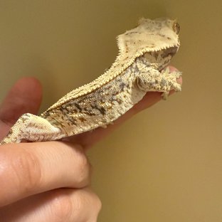 드리피 풀핀 화이트스팟