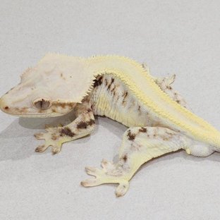 릴리화이트 솔리드백